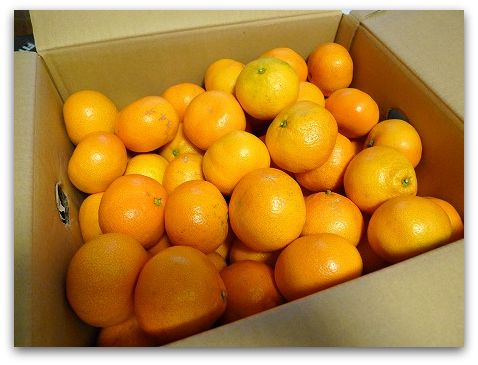 訳ありみかんをぐるなび食市場さんでお取り寄せしました。