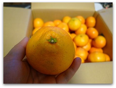 訳ありみかんをぐるなび食市場さんでお取り寄せしました。