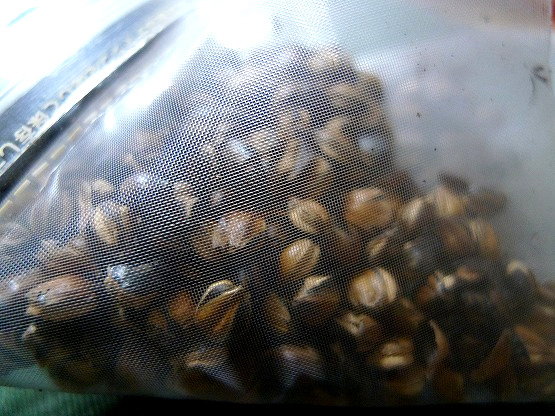 煮出し麦茶　小川産業　つぶまる