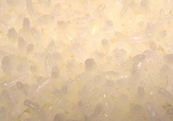 炊飯器　ごはん　　土鍋　比較